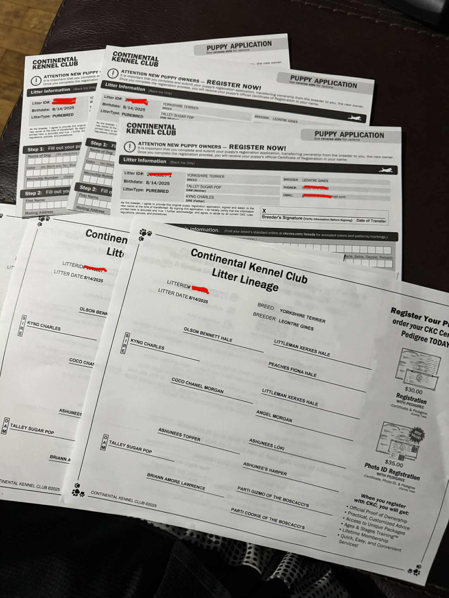 Continental Kennel Club registration papers, puppy applications, and litter lineage documentation showing Kyng Charles and Talley Sugar Pop pedigree