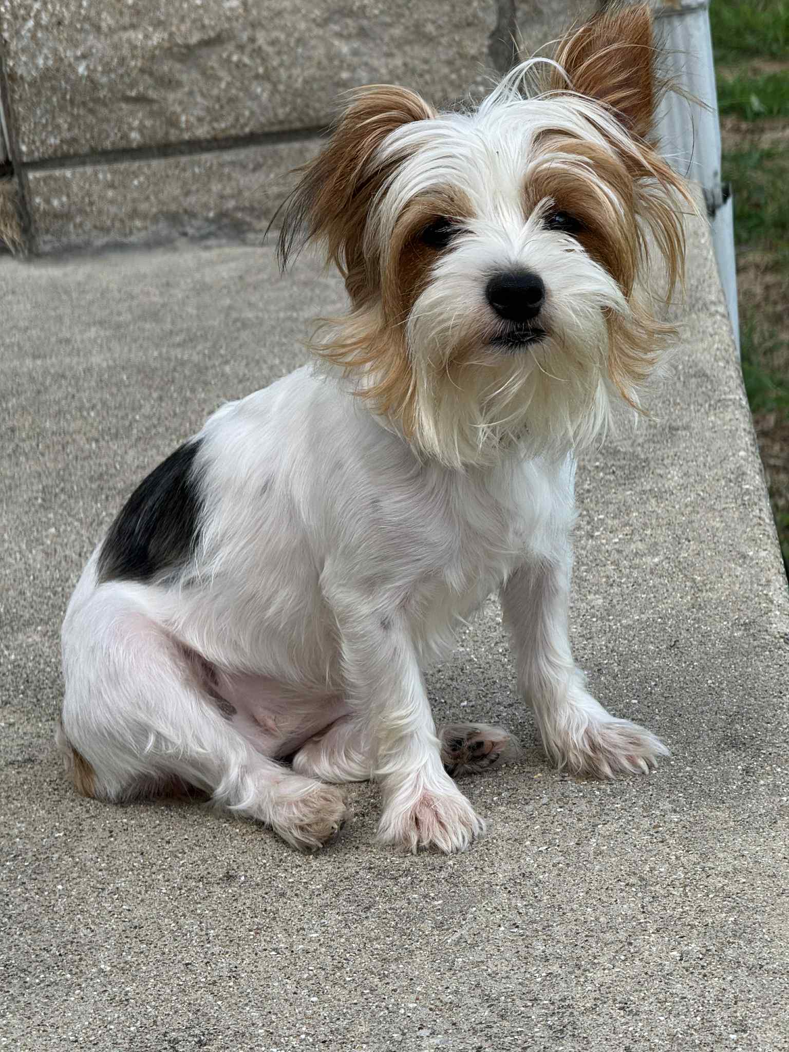 Dam - Talley Sugar Pop