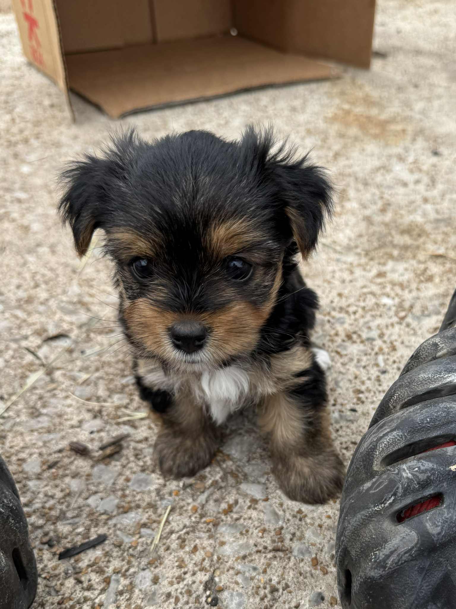 Traditional Female Yorkie